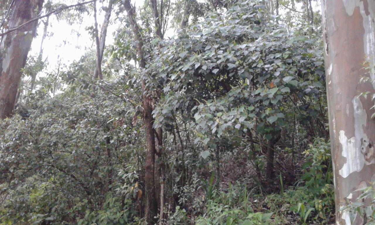 Homestay Woods Hut *
